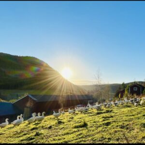 Gås fra Hammerfjeld Gård